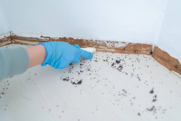 Best Bed Bug Extermination  in Houghton, MI